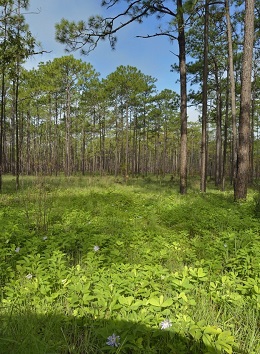 tuscan style orlando build on your lot contractor